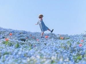 ■■ 大人気のネモフィラ祭りがまもなく開催 ■■