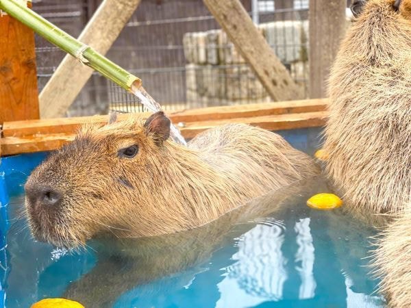 カピバラ温泉