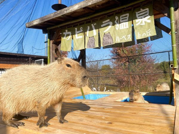 カピバラ温泉